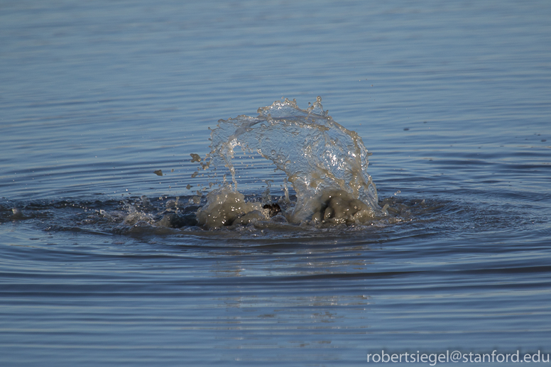 baylands